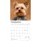 Yorkshire Terriers | 2026 12 x 24 Inch (Hanging) Monthly Square Wall Calendar | Plastic-Free